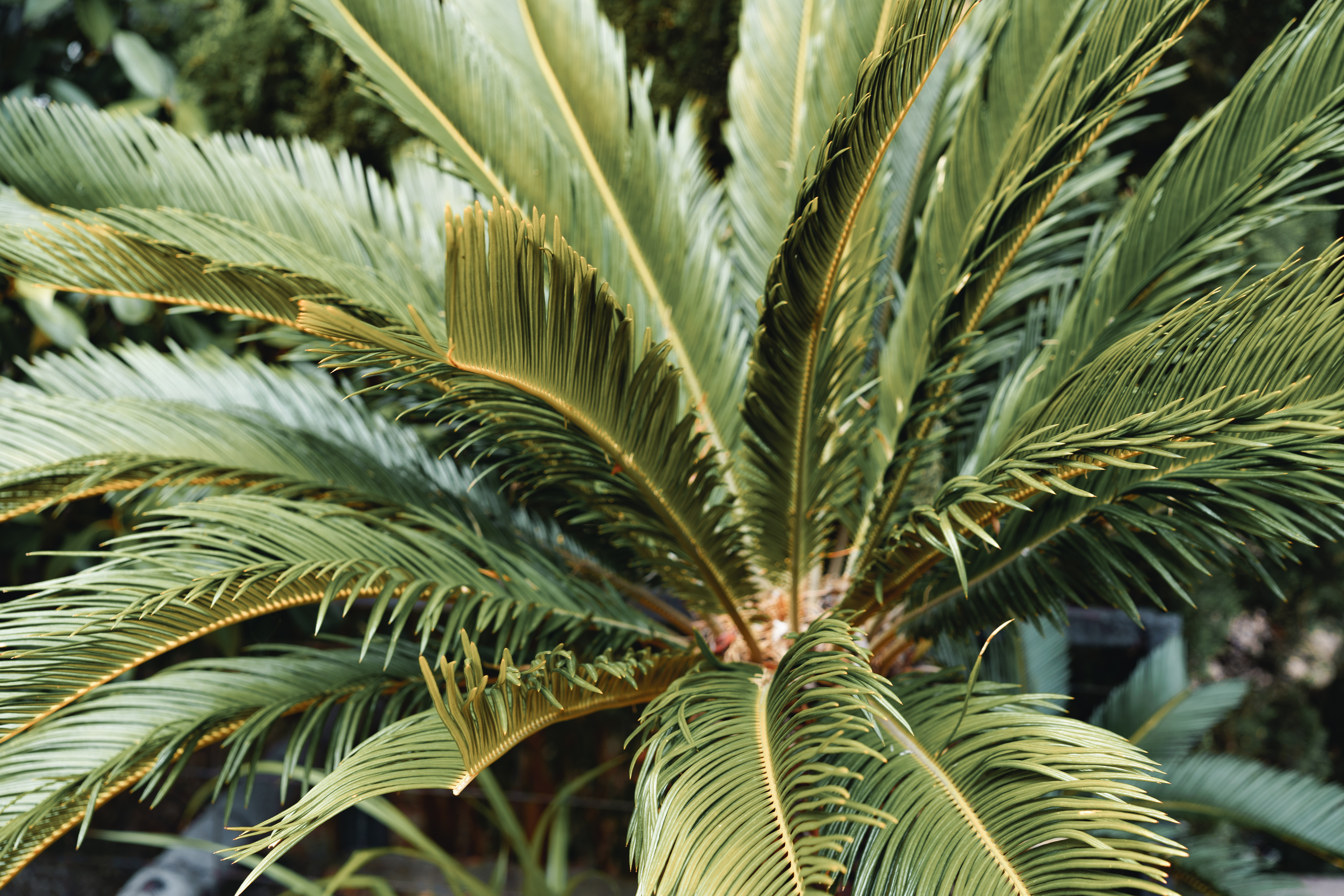 close-up-palm-tree-leaves