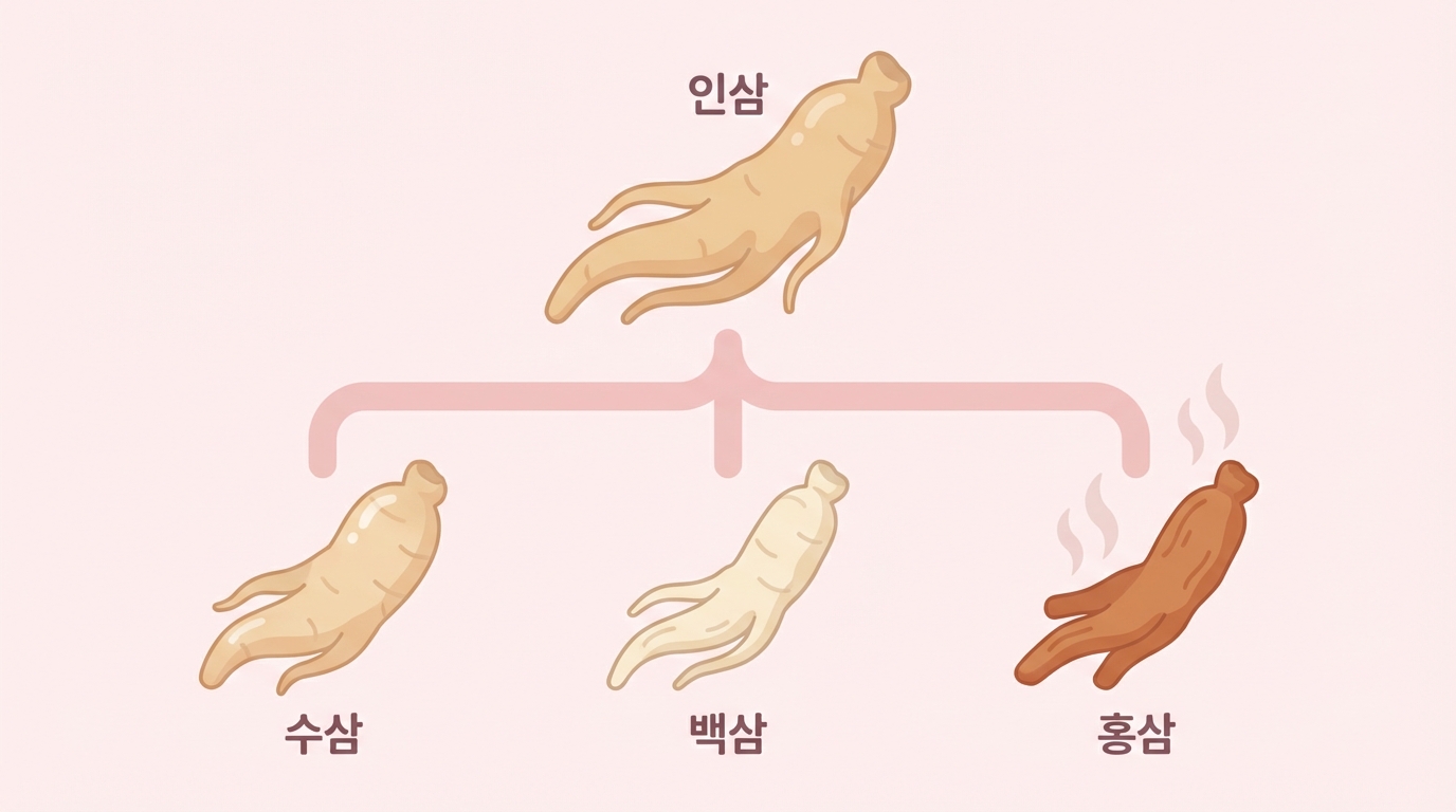 인삼은 가공 방식에 따라 수삼, 백삼, 홍삼으로 나뉘게 됩니다