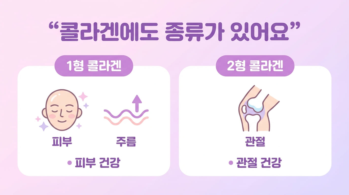 1형 콜라겐은 피부 탄력, 주름! 2형 콜라겐은 관절 건강에 좋아요